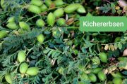 frische Kichererbsen