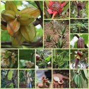 Erkundung einer Spice-Farm - 'Sansibar .. die Gewürzinsel'