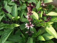 Deko - Buffet Asiatisch-Thai-Basilikum