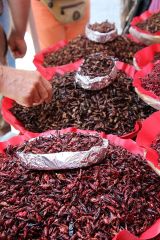 Marktbesuch kulinarischer Hotspot Oaxaca Marktbesuch kulinarischer Hotspot Oaxaca