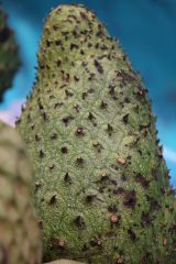 Tag 1 - Marktbesuch Tag 1 - Marktbesuch